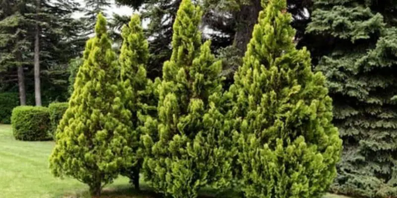 Arborvitae Pruning: Expert Techniques for Transformative Results post thumbnail image
