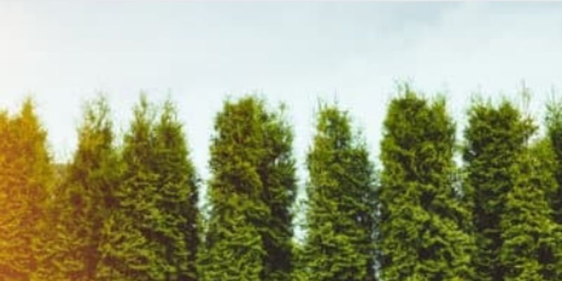 How to Prune overgrown Arborvitae trees