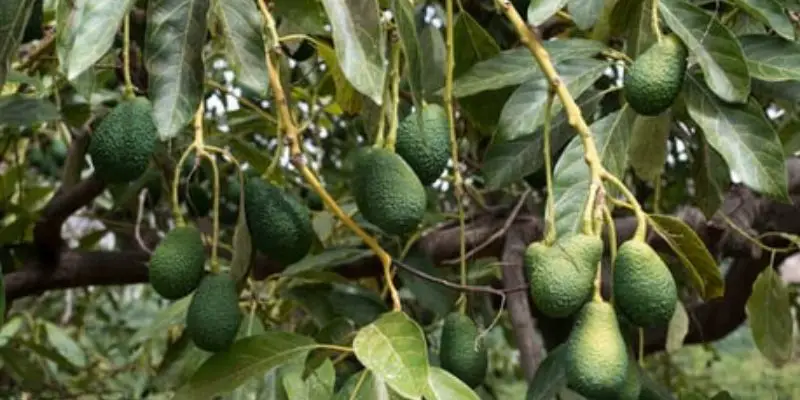 how to prune avocado plant