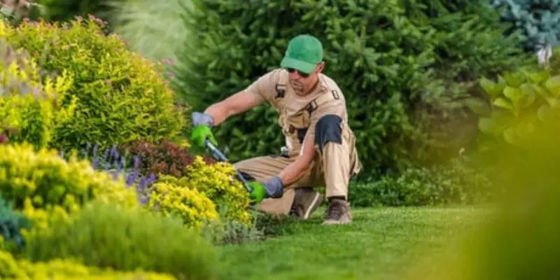 How to Trim Shrubs in Front of House