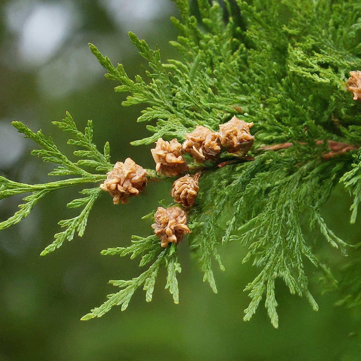 How to Trim Cypress Trees