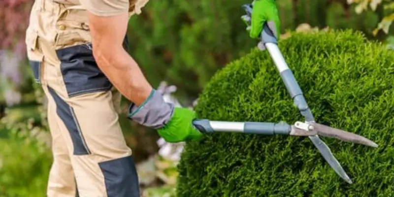 how to cut bushes down outside house