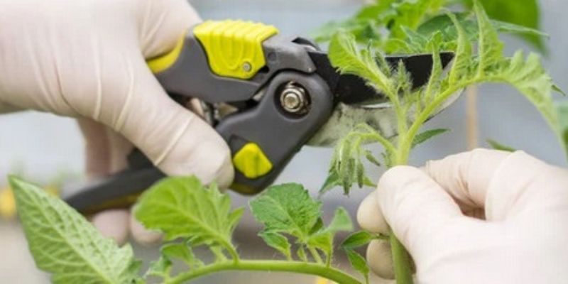 how to prune determinate tomato plants like a pro