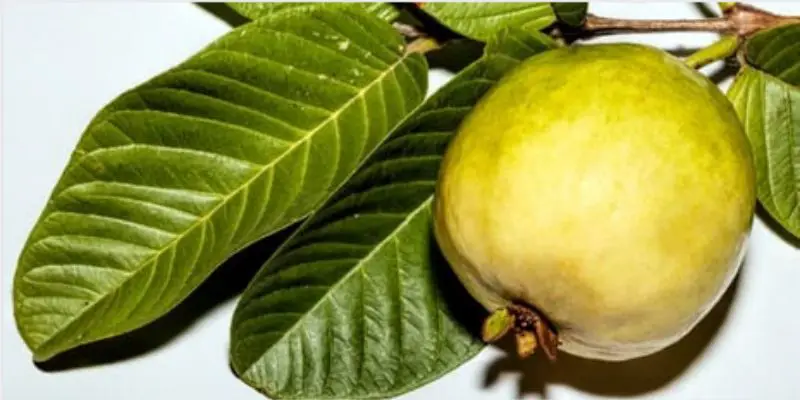 how to prune guava tree