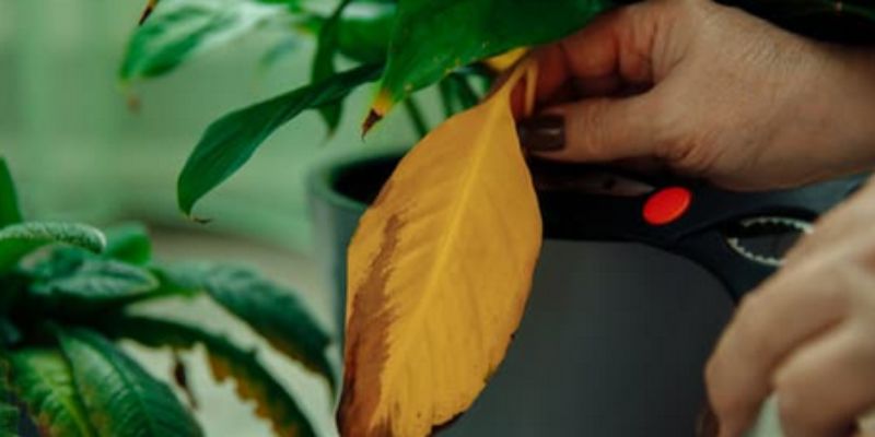 how to prune indoor plants