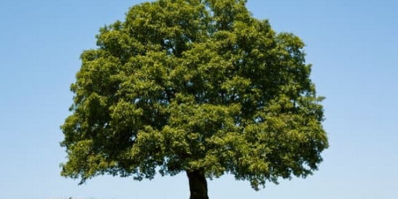 how to prune live oak trees