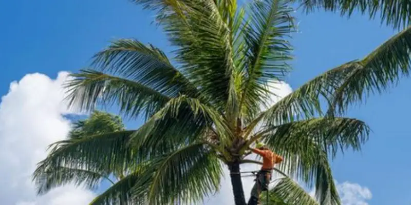how to prune majesty palm