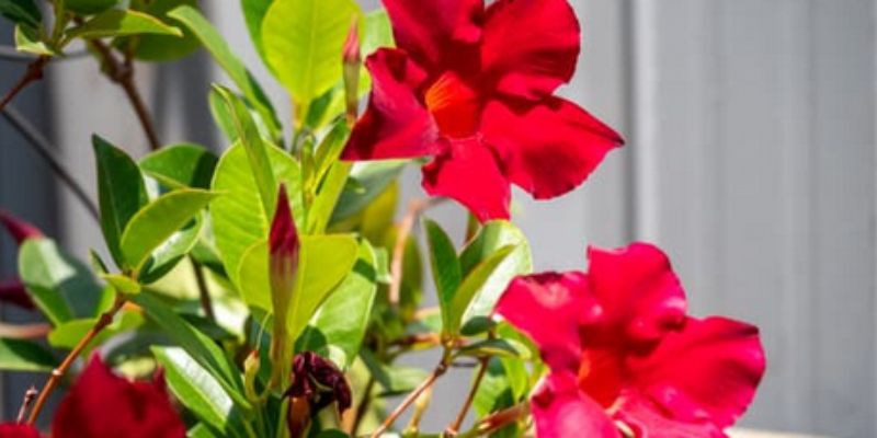 How to Prune Mandevilla in 8 Simple Steps post thumbnail image
