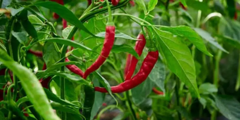 how to prune peppers