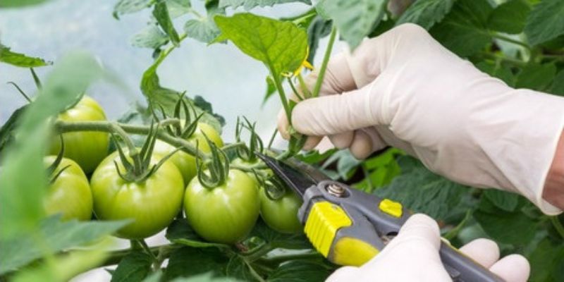 pro tips how to prune determinate tomatoes