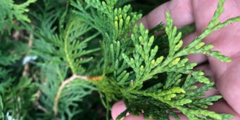 How to Prune Green Giant Arborvitae for Maximum Growth post thumbnail image