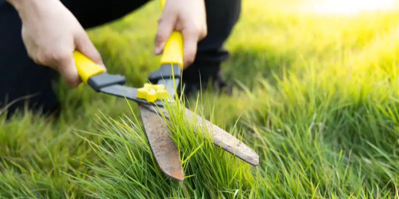 can i use hedge shears to cut grass