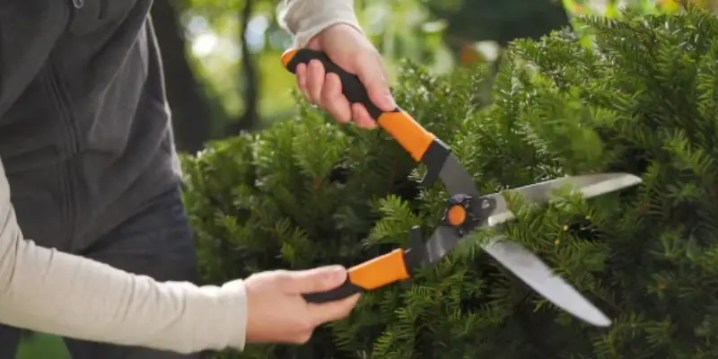 How to Adjust Fiskars Hedge Shears in 5 Simple Steps post thumbnail image