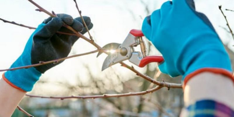 how to choose pruning shears