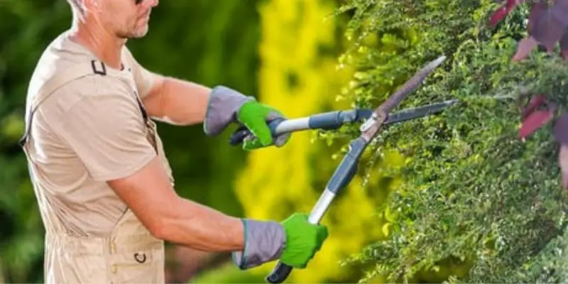 How to Keep Garden Shears Sharp – 4 Proven Techniques post thumbnail image