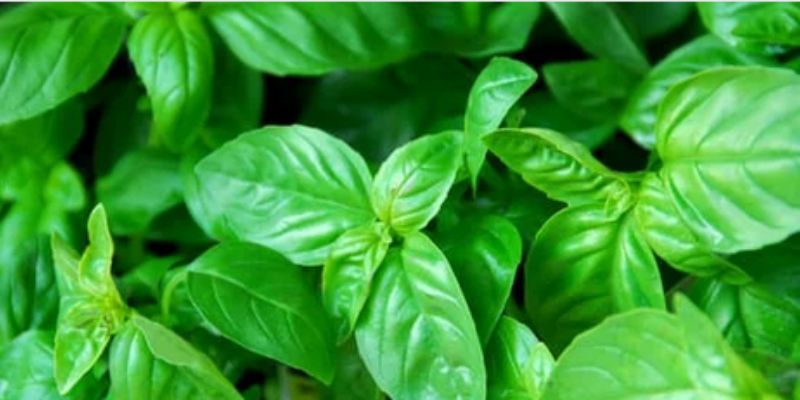 How to Prune Basil AeroGarden: A Complete Guide for Maximum Harvests post thumbnail image