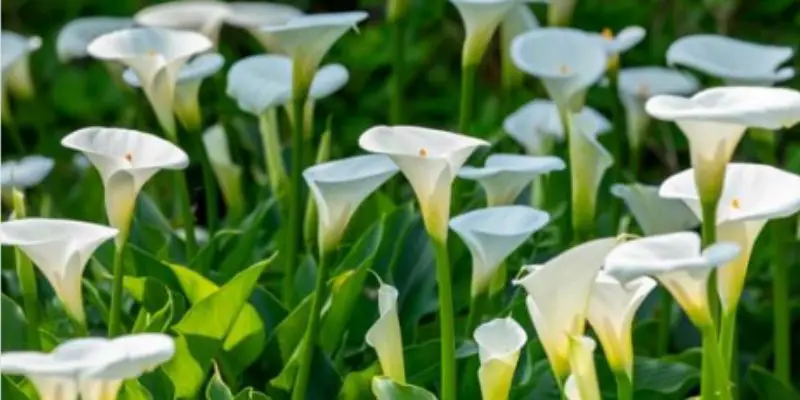How to Prune Calla Lilies for Maximum Blooms: A Complete Guide post thumbnail image