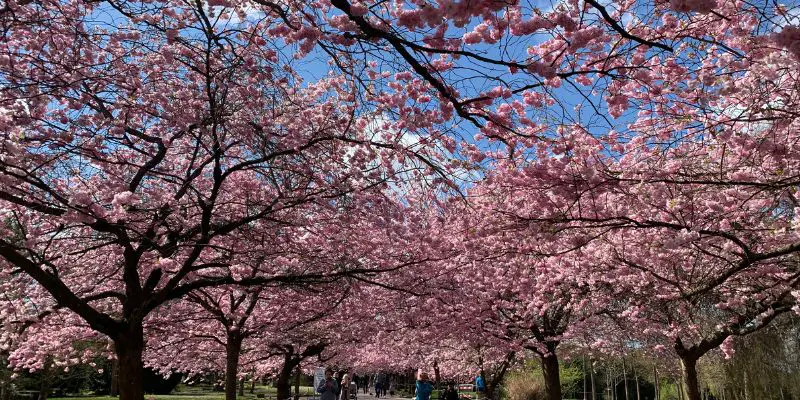 How to Prune Cherry Blossom Trees for Maximum Blooms post thumbnail image