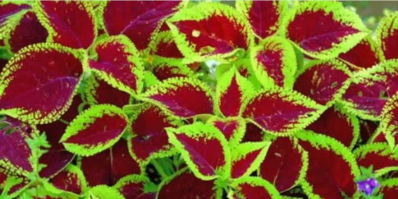 Unlocking Bushy Beauty: Pruning Coleus for Lush Growth post thumbnail image