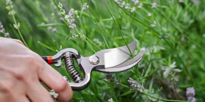 how to prune lavender tree