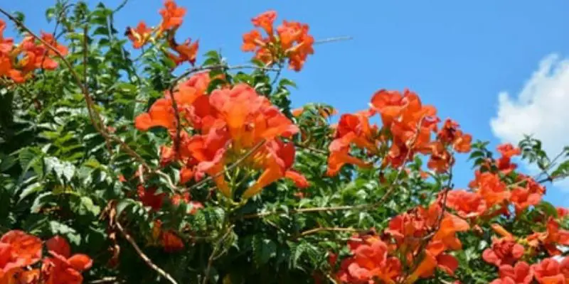 How to Prune Trumpet Vine for Maximum Growth and Flowers post thumbnail image