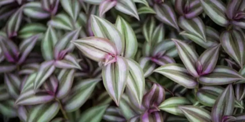How to Prune Wandering Jew Houseplants for Full, Bushy Growth post thumbnail image