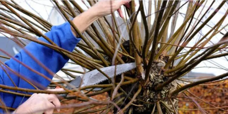 how to prune willow tree