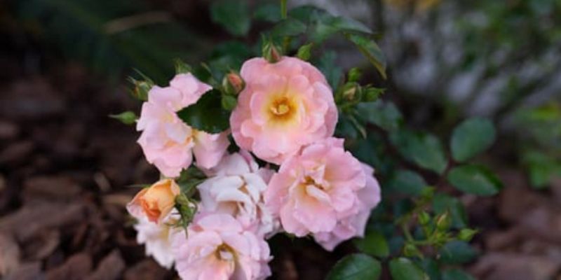 Expert Guide on How to Trim Drift Roses for Maximum Beauty post thumbnail image