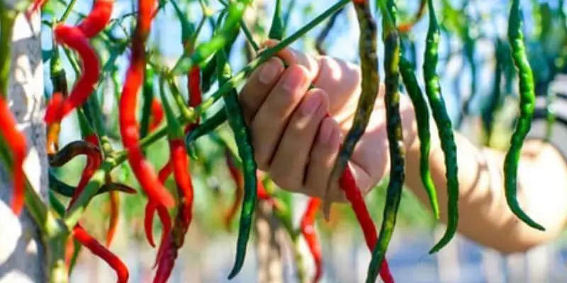 how to trim pepper plants