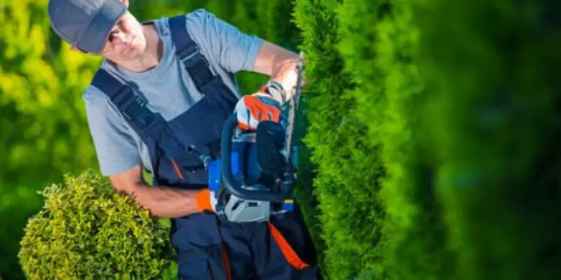 Trimming Bushes with Electric Trimmer – Your Comprehensive Guide post thumbnail image