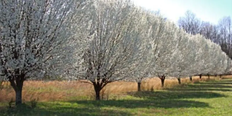 How to Trim Bradford Pear Trees