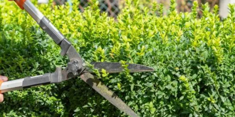 Boxwood Hedge Trimming: Expert Insights for Pristine Results post thumbnail image