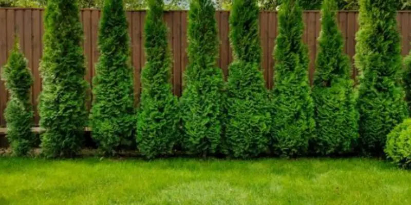 Mastering Green Giant Arborvitae Trimming in 4 Simple Steps post thumbnail image