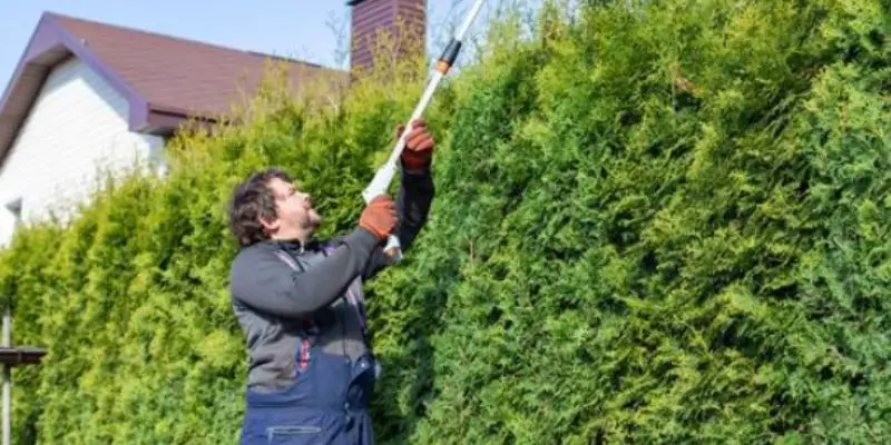 trimming overgrown hedges