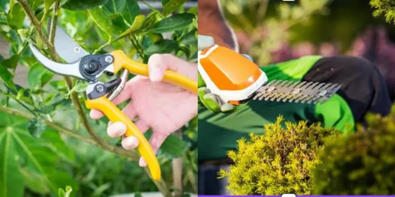 Difference between Shears and Hedge Trimmers