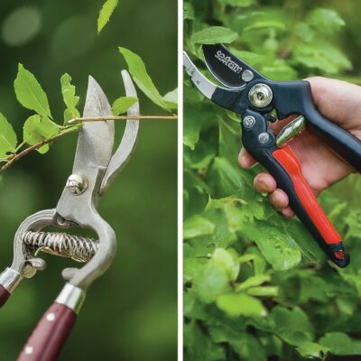 Bypass Pruner vs Ratchet Pruners: Which Pruning Tool is Right for You? ✂️ 🌱 post thumbnail image