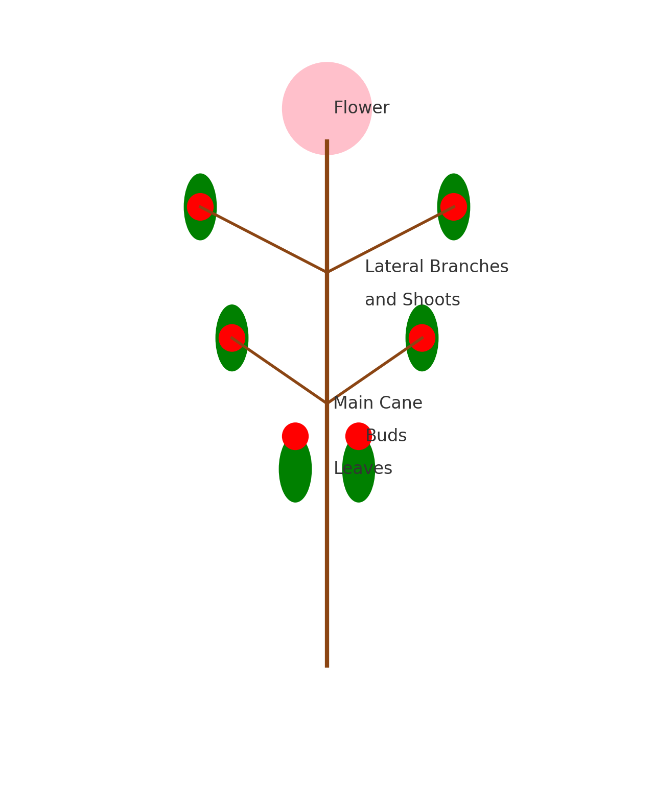 rose bush structural elements