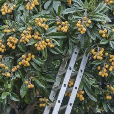 Pruning Loquat Trees