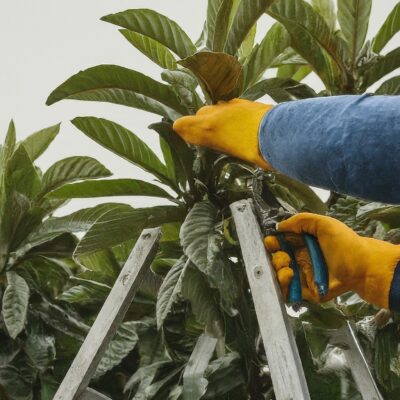 How to Prune Loquat Tree Like a Pro (Without Sacrificing Fruit!)✂️  🌳🍐 post thumbnail image