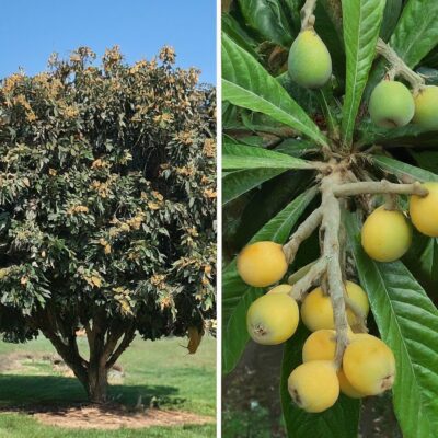 Pruning Loquat Trees like a pro