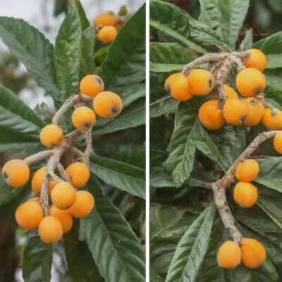 loquat tree