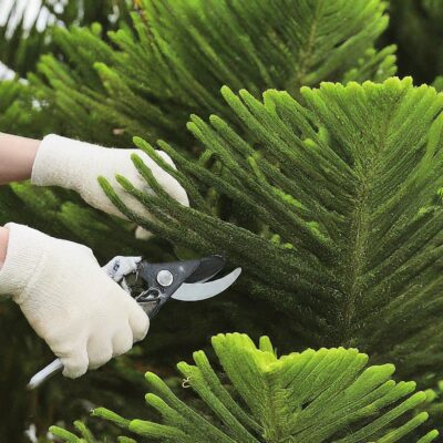 how to prune norfolk pine