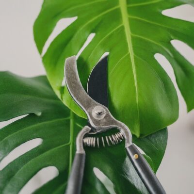 How to Prune Monstera Deliciosa