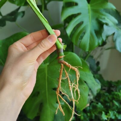  Pruning Monstera Deliciosa 