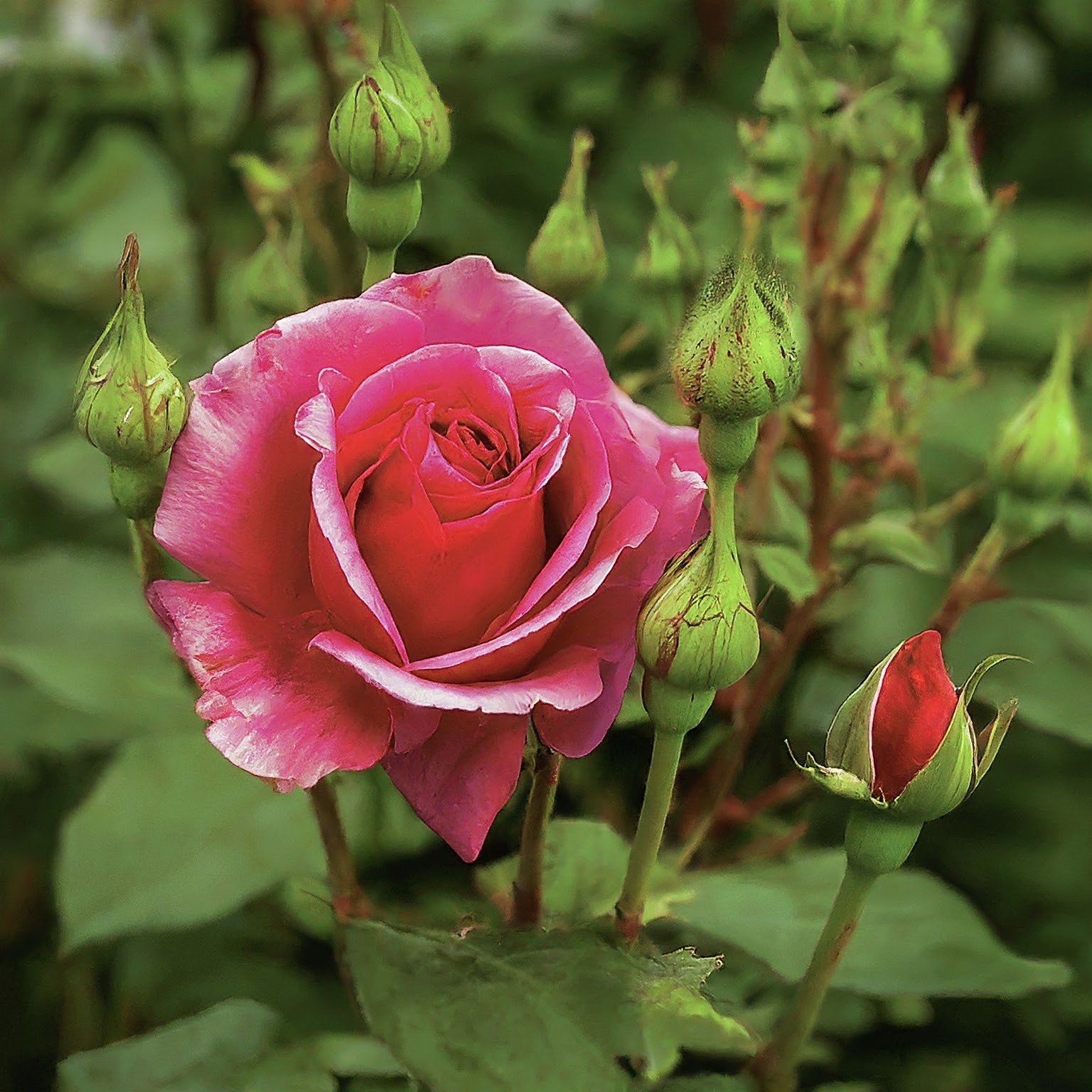 From Thorny to Thriving: A Visual Guide on Where to Cut Rose Bushes for a Picture-Perfect Garden post thumbnail image