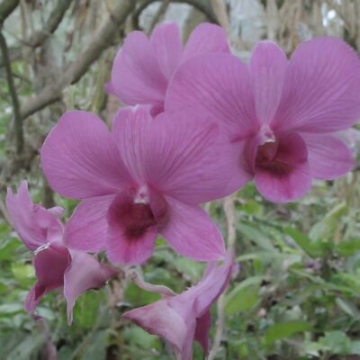 How to Prune Orchids After Blooming