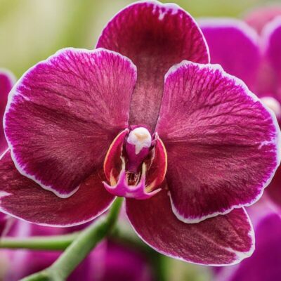 How to Prune Orchids After Blooming