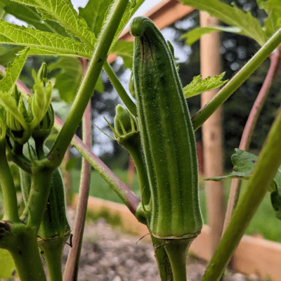 How to Prune Okra Plants: Tips for Healthy and Abundant Yields post thumbnail image