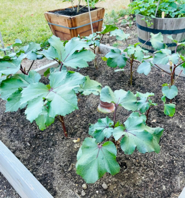 A Step-By-Step Guide to Pruning Okra