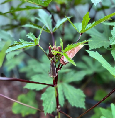 when to prune okra plants